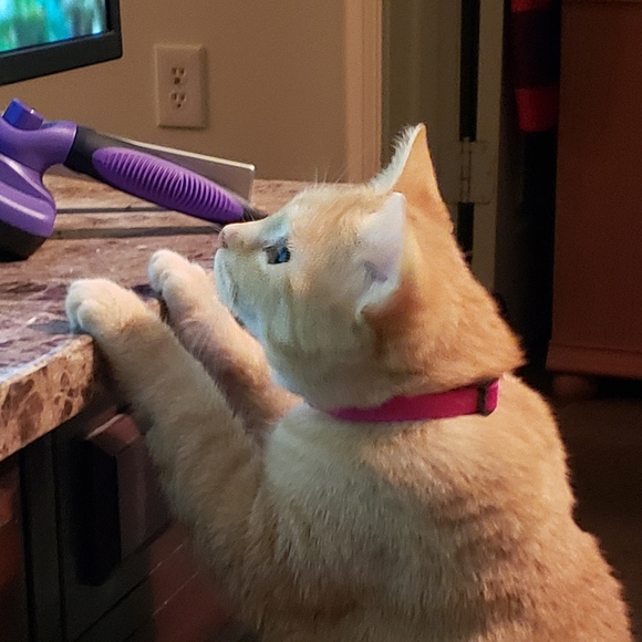 RESCUE KENTUCKY - Picture 16 of 17